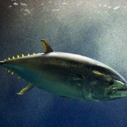 La pêche illégale du thon dans la Pacifique inquiète, la situation de  » non retour  » est proche.