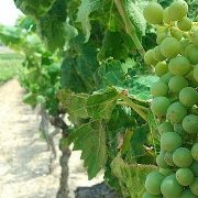 La France s’attend à un baisse de production viticole en recul de 8 % pour cette année