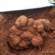 Une truffe de 1,5 kg trouvée en Australie