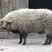Le Cochon Mangalica implanté en Ardèche, un  » Pata negra  » version France