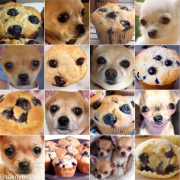 Ces animaux sont tellement FOOD ! Chihuahua / Muffin, Chiot / Bagel, Shiba / Marshmallow,…