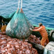 Plus aucun poisson pour la vente libre en 2048 – Le Gouvernement vote l’interdiction de la pêche commerciale et n’autorise plus que le poisson d’élevage !