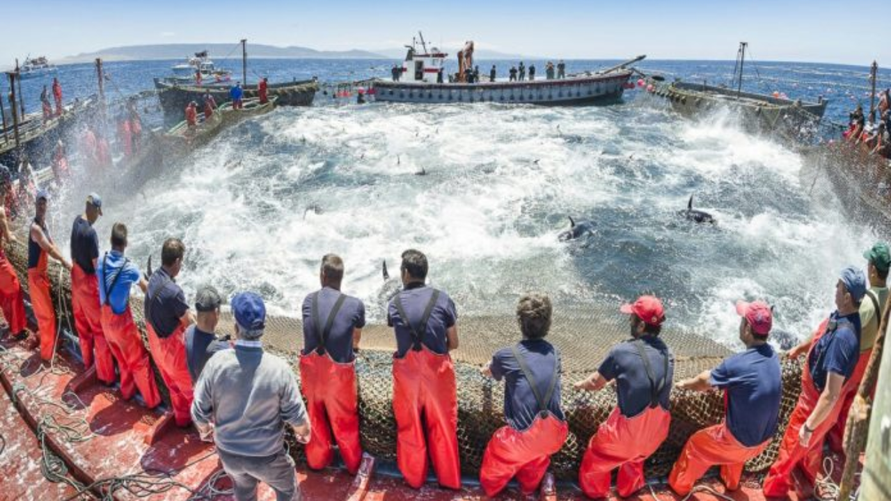 La pêche au thon rouge, le « roi des océans », bat son plein au