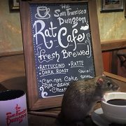 Ces rats qui empoisonnent les restaurants à New York