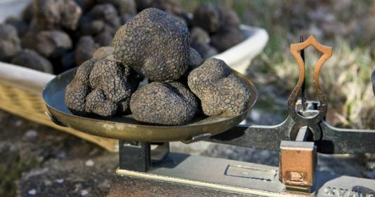 TRUFFE - La truffe noire arrive dans les cuisines des chefs et atteint ...