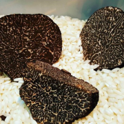 TRUFFE – La truffe noire arrive dans les cuisines des chefs et atteint déjà des sommets de prix