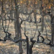 Les Grands crus de Bordeaux soutiennent les victimes des incendies de la Napa Valley et de Sonoma