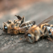 Du plastique dans les océans, des abeilles en train de crever … Quand la nature va mal.