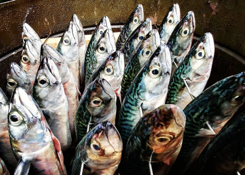 gachis poissons