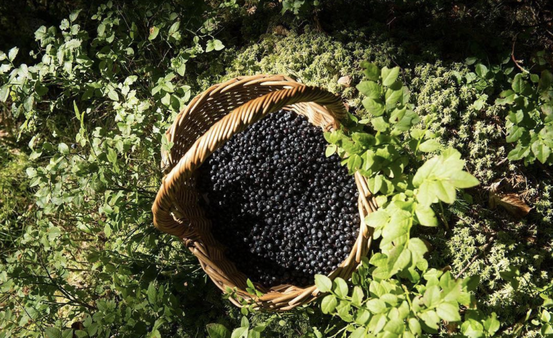 recolte fruits sauvages