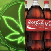 Cannabis – la plante suscite l’engouement de plusieurs firmes agro-alimentaires à travers le monde