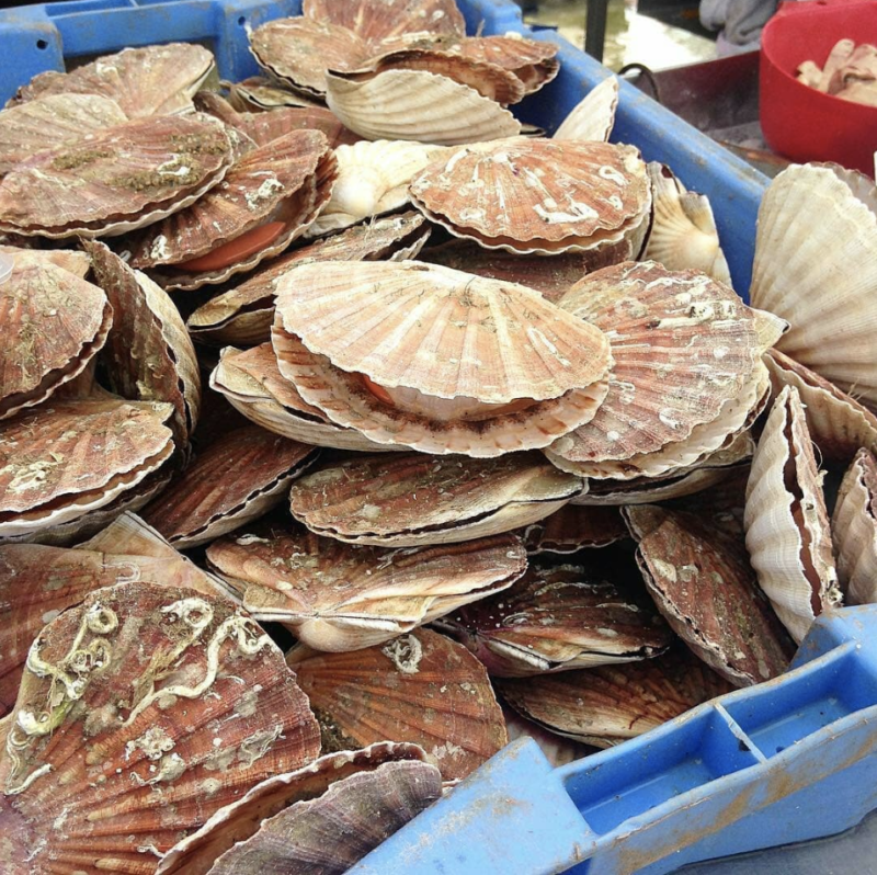 La pêche à la coquille SaintJacques française ouvre ce 1er octobre