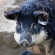 Une célèbre charcuterie lyonnaise – Sibilia- à la rescousse d’une race de porc quasi disparue, le Mangalitza