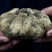 Une truffe blanche d’Alba vendue 85.000 euros, soit 100 euros le gramme