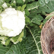 Il faut soutenir la filière de production de chou-fleur breton