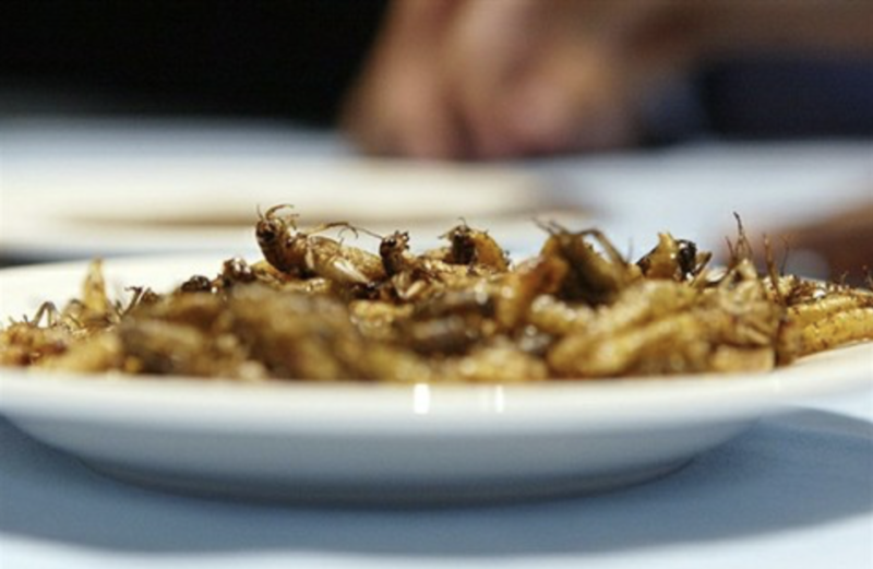 consommer des insectes