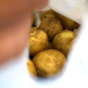 La plupart des pommes de terre de l’Île de Noirmoutier arborent désormais un label rouge