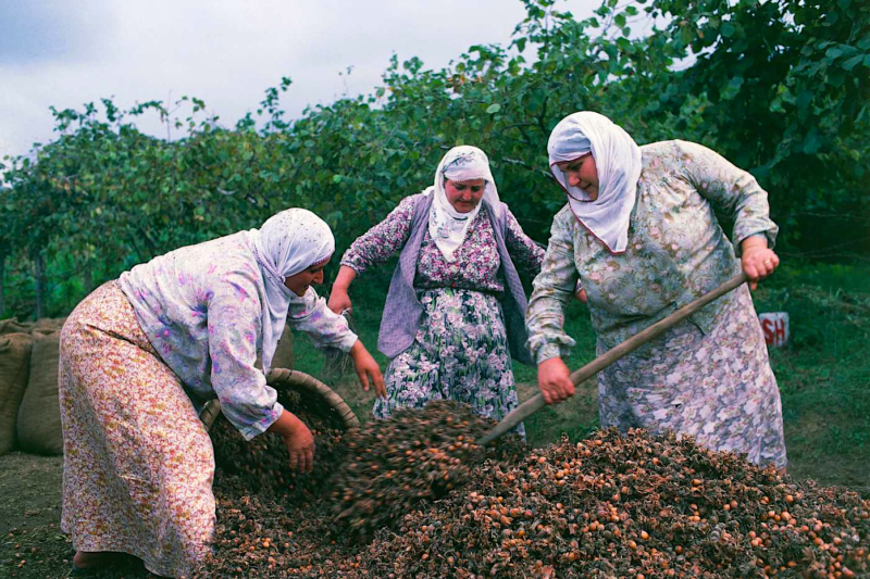 noisettes turquie