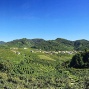 Italie – Les collines de production du Prosecco inscrites au Patrimoine Mondial de l’Unesco
