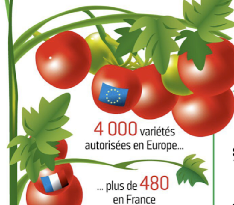 production tomates