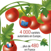 3 Français sur 4 trouvent avec raison que les tomates n’ont pas de goût