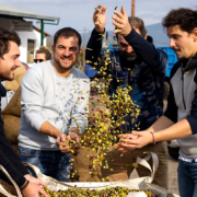4 chefs partent cueillir les olives dans le sud du Péloponnèse pour kalios