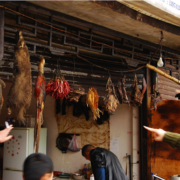 Les animaux sauvages réapparaissent sur les marchés en Chine