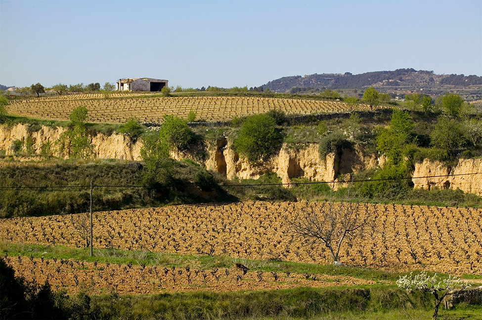 Domaine Massillan - Vignoble Près De Montpellier