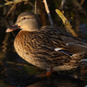 Les Landes en passe de perdre la totalité de ses canards – La grippe aviaire frappe fort dans le Sud-Ouest