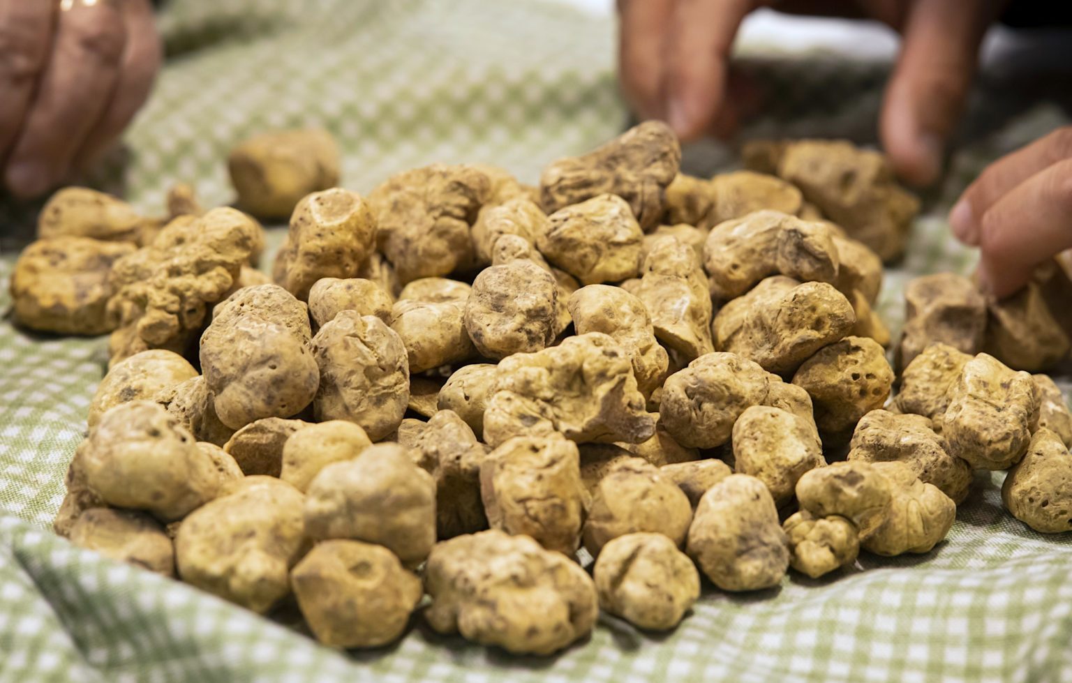 Foire Internationale de la truffe blanche d’Alba: la 91ème édition ...