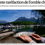 Omble Chevalier – poisson emblématique des Lacs des Alpes peine à se reproduire à cause du réchauffement des eaux