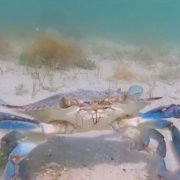 Italie – Pénurie de palourdes car dévorées par les crabes bleus