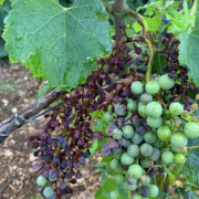 Vignobles du Bordelais – l’hécatombe